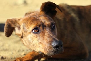 Perro