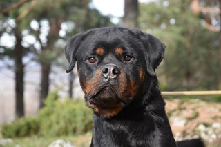 Perro