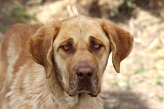 Perro