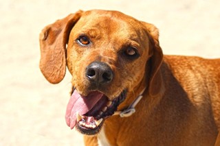 Perro