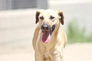 Perro